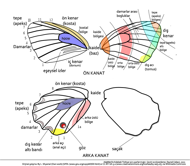 Kelebek Kanadnn Anatomisi