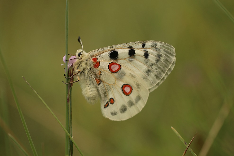 Parnassius Apollo l. - обыкновенный Аполлон