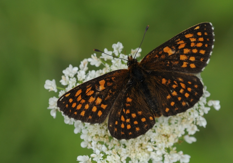 Mellicta Aurelia vs Mellicta britomartis