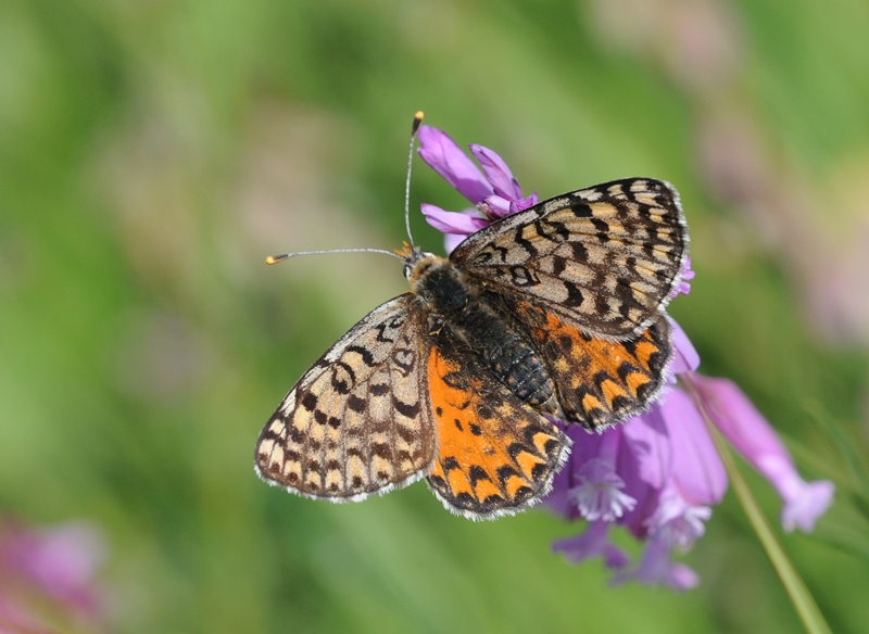 Butterfly Etymology