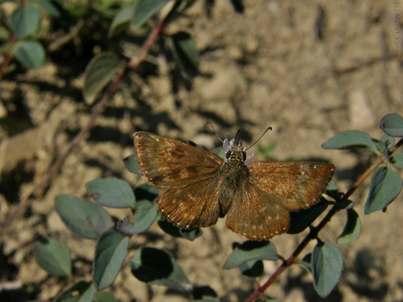 Pasl Zpzp (Erynnis tages)