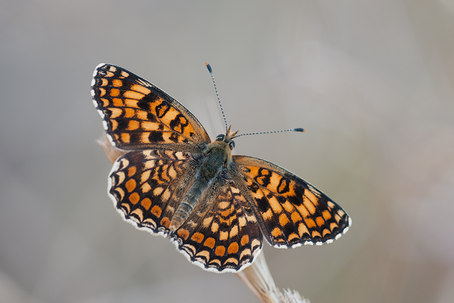 Melitaea