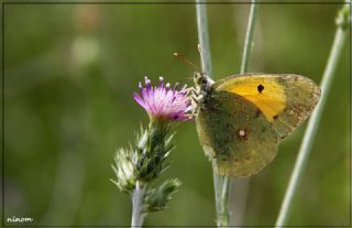 Sar Azamet (Colias croceus)