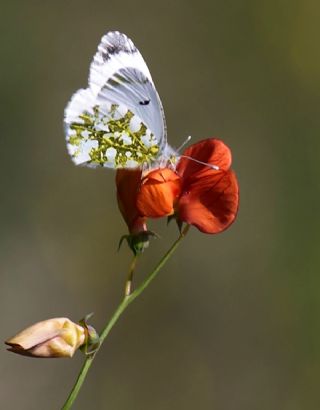 Turuncu Ssl (Anthocharis cardamines)