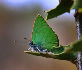 Zmrt (Callophrys rubi)