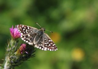 Ege Zpzp (Pyrgus melotis)