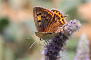 Da Atei (Lycaena thetis)