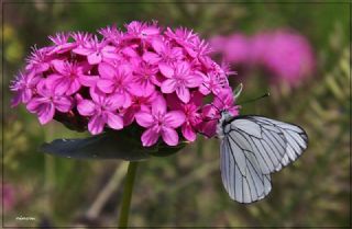 Al Beyaz (Aporia crataegi)