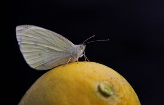 Kk Beyazmelek (Pieris rapae)