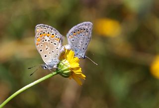 okgzl Mavi (Polyommatus icarus)