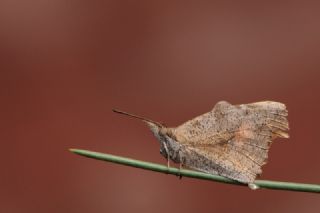 itlembik Kelebei (Libythea celtis)