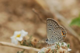 M�cevher Kelebe�i&nbsp;(Chilades&nbsp;trochylus)
