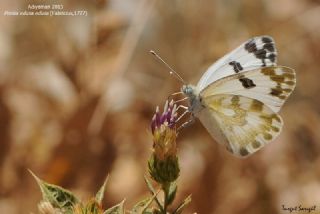Yeni Beneklimelek&nbsp;(Pontia&nbsp;edusa)