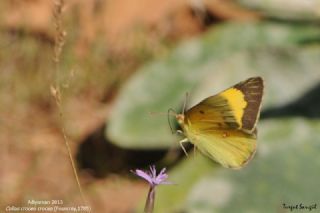 Sar� Azamet&nbsp;(Colias&nbsp;croceus)