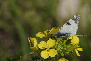 Da Oykls (Euchloe ausonia)