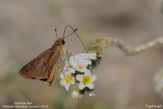 Beyaz illi Kara Zpzp (Pelopidas  thrax)