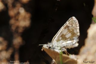 Zeytuni Z�pz�p&nbsp;(Pyrgus&nbsp;serratulae)