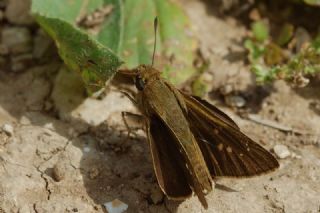 Beyaz �illi Kara Z�pz�p&nbsp;(Pelopidas &nbsp;thrax)