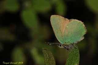 Zmrt (Callophrys rubi)