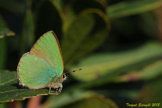 Zmrt (Callophrys rubi)