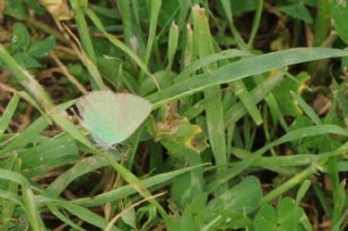 Zmrt (Callophrys rubi)