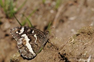 Kara Murat&nbsp;(Brintesia &nbsp;circe)