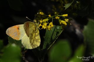 S�sl� Damone&nbsp;(Anthocharis&nbsp;damone)