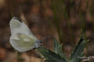 Do�ulu Narin Orman Beyaz�&nbsp;(Leptidea&nbsp;duponcheli)