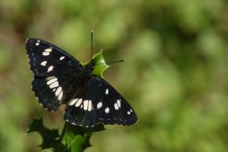 Akdeniz Hanmeli Kelebei (Limenitis reducta)