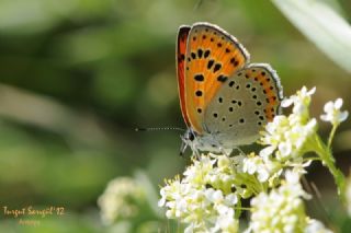 K���k Ate� G�zeli&nbsp;(Lycaena&nbsp;thersamon)
