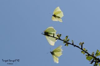 Orakkanat&nbsp;(Gonepteryx&nbsp;rhamni)