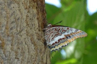 ift Kuyruklu Paa (Charaxes jasius )