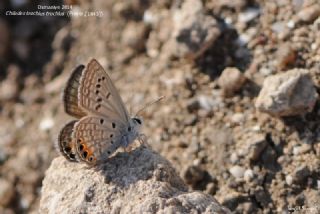 Mcevher Kelebei (Chilades trochylus)