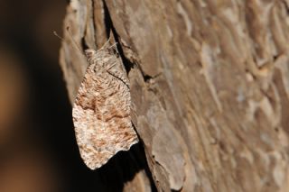 Byk Karamelek (Hipparchia syriaca)