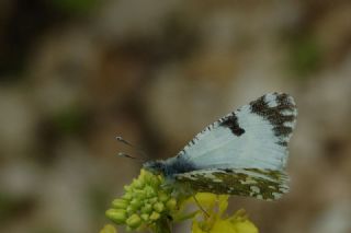 Da� Oykl�s��&nbsp;(Euchloe&nbsp;ausonia)
