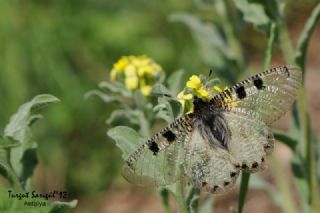 Yalanc� Apollo&nbsp;(Archon&nbsp;apollinus)