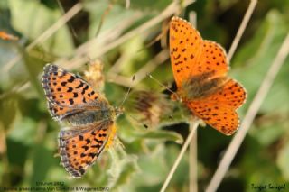 Balkan Menek�e Kelebe�i&nbsp;(Boloria&nbsp;graeca)