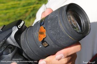 Balkan Menek�e Kelebe�i&nbsp;(Boloria&nbsp;graeca)