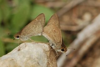 C�ce Z�pz�p&nbsp;(Gegenes&nbsp;pumilio)