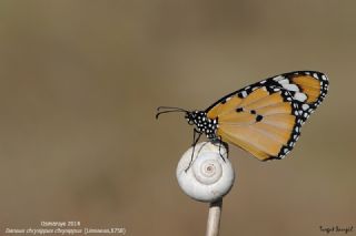 Sultan (Danaus chrysippus)