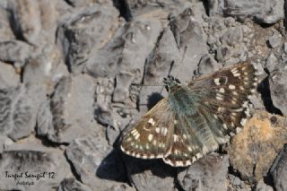 Suriye Z�pz�p�&nbsp;(Muschampia&nbsp;nomas)