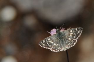 Suriye Z�pz�p�&nbsp;(Muschampia&nbsp;nomas)