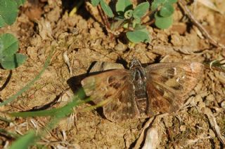 Hatmi Zpzp (Carcharodus alceae)