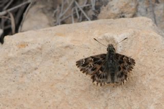 Hatmi Zpzp (Carcharodus alceae)