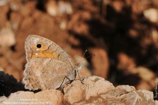 Levantin Yalanc�cad�s�&nbsp;(Pseudochazara&nbsp;pelopea)