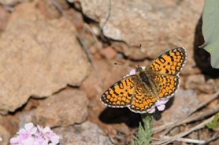 Hatayl� �parhan&nbsp;(Melitaea&nbsp;collina)