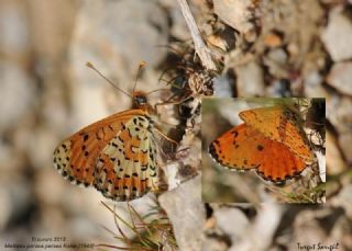 �ranl� �parhan&nbsp;(Melitaea&nbsp;persea)