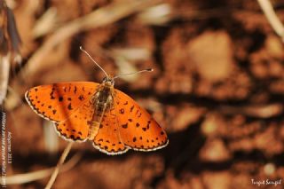 �ranl� �parhan&nbsp;(Melitaea&nbsp;persea)