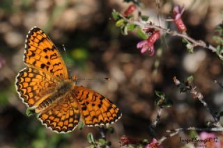 Cezayirli parhan (Melitaea ornata)