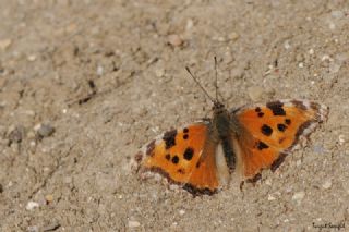 Karaaa Nimfalisi (Inachis polychloros)